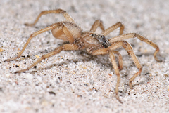 Aptostichus sinnombre