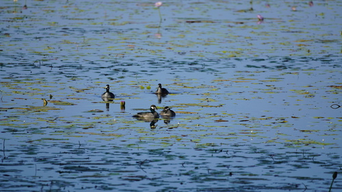 Green Pygmy-Goose