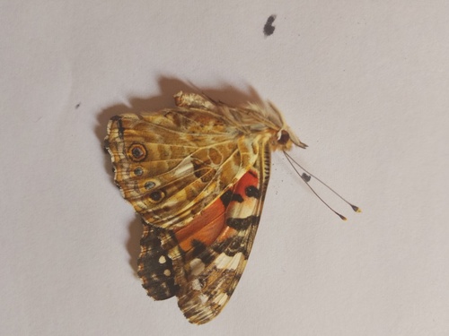 Painted Lady