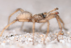 Aptostichus sinnombre