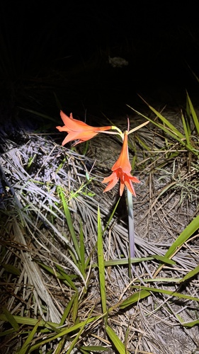 Striped Barbados Lily (Hippeastrum striatum)