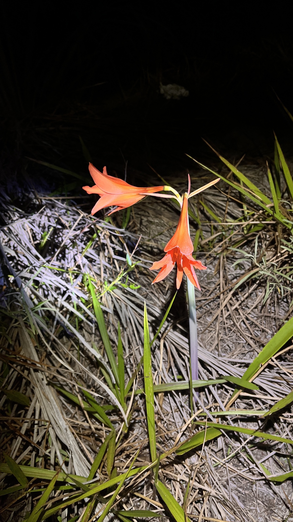 Striped Barbados Lily (Hippeastrum striatum)