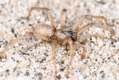 Aptostichus sinnombre