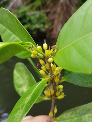 Cassipourea killipii