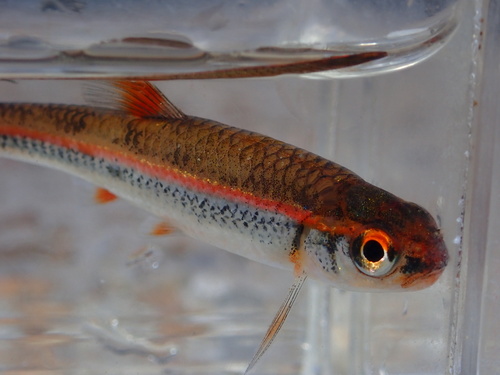 Rainbow Shiner