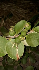 Psidium grandifolium