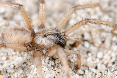 Aptostichus sinnombre