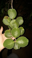 Psidium grandifolium