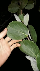 Psidium grandifolium