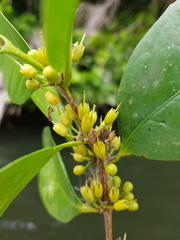 Cassipourea killipii