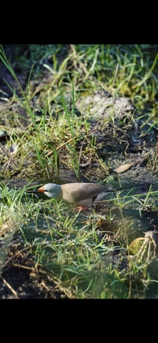Long-tailed Finch