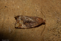 Pyrgotis eudorana