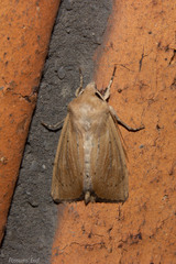 Ichneutica blenheimensis