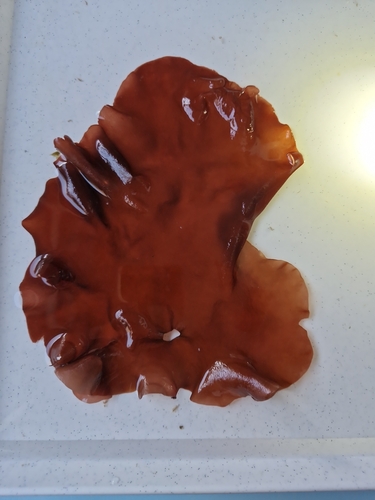 Schizymenia observed 2025-11-25