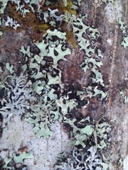 Hypotrachyna sinuosa