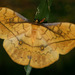 Leaf Emperor - Photo (c) Bart  Wursten, some rights reserved (CC BY-NC-SA)