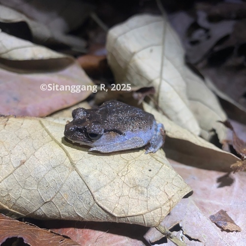 Leptobrachium waysepuntiense