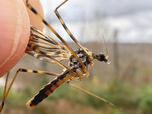 Unknown species found near Marango Dr, Rogers, AR, US