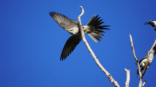 Cockatiel