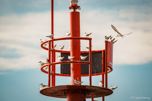 Whiskered Tern