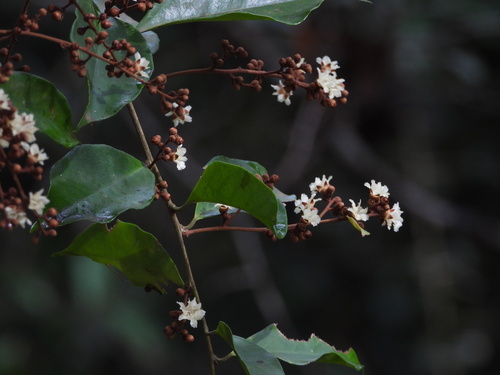 Panicled Erycibe (Erycibe paniculata)