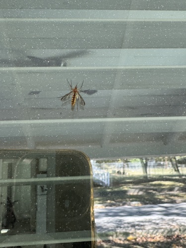 Unknown species found near Parker, SC, USA