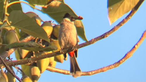 Sooty-headed Bulbul
