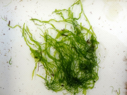 Ulva compressa observed 2025-08-12