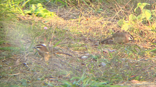 White-browed Laughingthrush