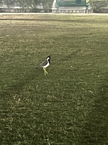 Red-wattled Lapwing