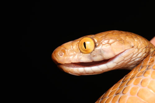 Brown Tree Snake sighting