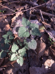 Urtica chamaedryoides