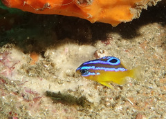 Mecaenichthys immaculatus