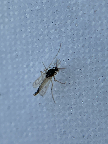 Unknown species found near Fall Cedar Dr, Fort Worth, TX, US