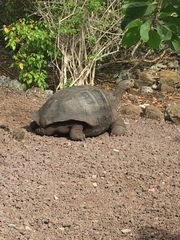Chelonoidis niger chathamensis