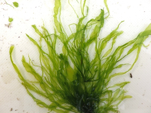Ulva compressa observed 2025-08-12