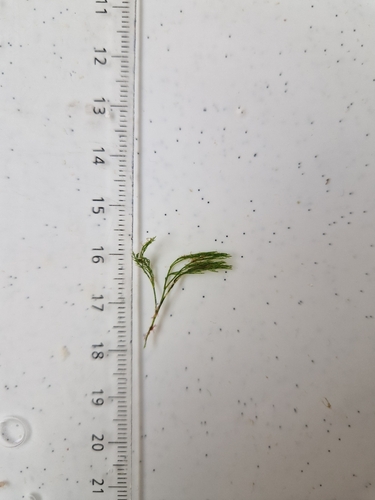 Lychaete pellucida observed 2025-11-25