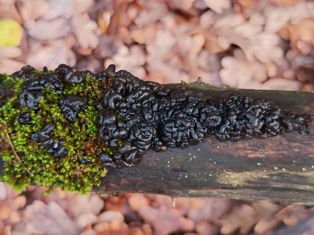 Exidia nigricans · November 2025 · photo: © p_andrey (iNaturalist, cc-by-nc)