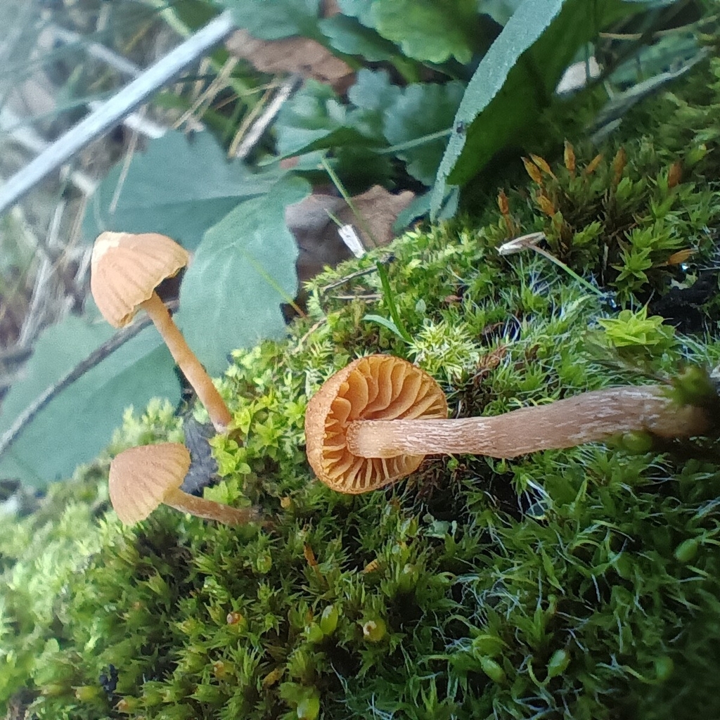 Galerina · November 2025 · photo: © considerthelilies (iNaturalist, cc-by)