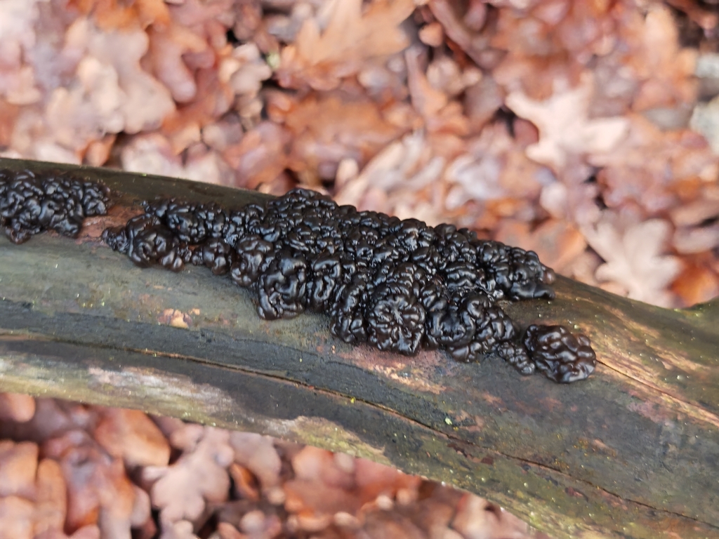 Exidia nigricans · November 2025 · photo: © p_andrey (iNaturalist, cc-by-nc)