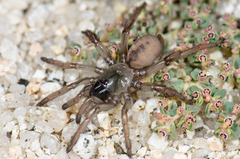 Aptostichus hedinorum