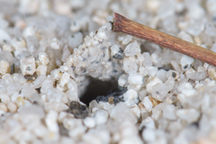 Aptostichus hedinorum