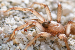 Aptostichus hedinorum