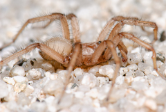 Aptostichus hedinorum