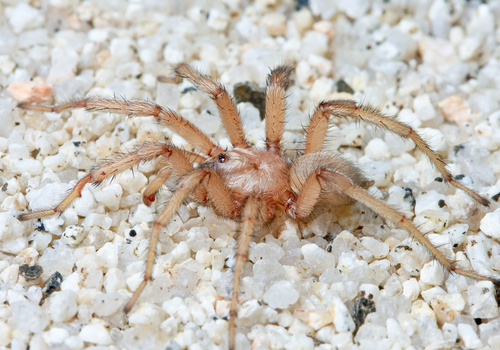Aptostichus hedinorum