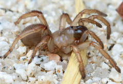 Aptostichus hedinorum