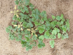 Proboscidea althaeifolia