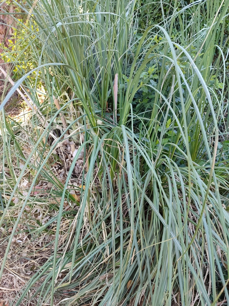 Pampas Grass