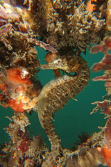 Hippocampus whitei