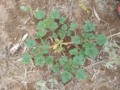 Proboscidea althaeifolia